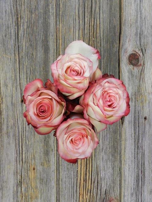 PALOMA  BI-COLOR CREAM/PINK ROSES